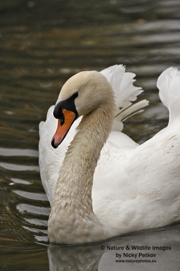 WildLife Photos of Birds, Geese, Ducks & others, Mute Swan, Cygnus olor